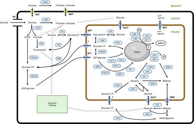 Transcriptomic analysis of mesocarp tissue during fruit development of the oil palm revealed specific isozymes related to starch metabolism that control oil yield